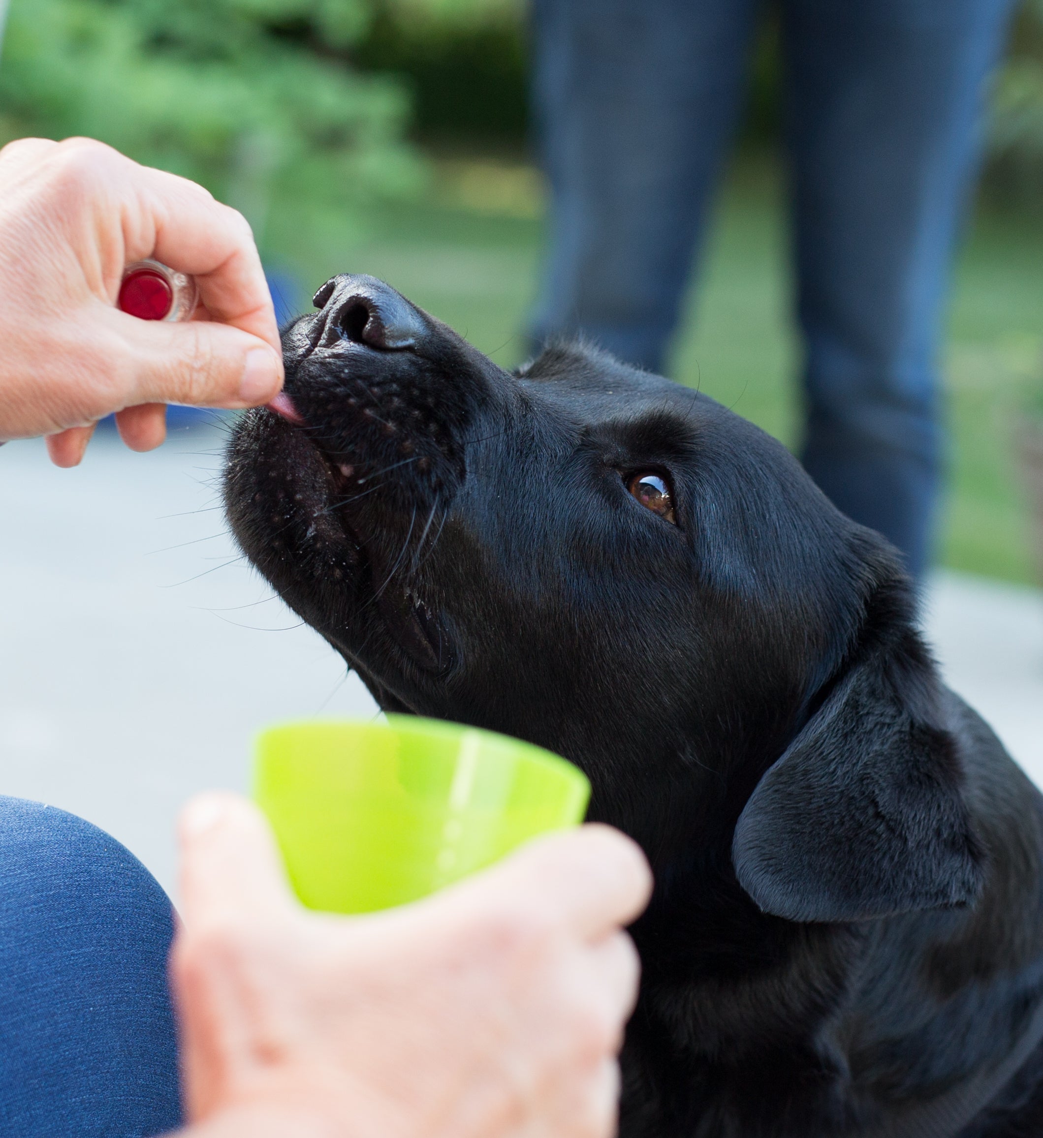 Understanding reinforcement through the stages of detection dog training