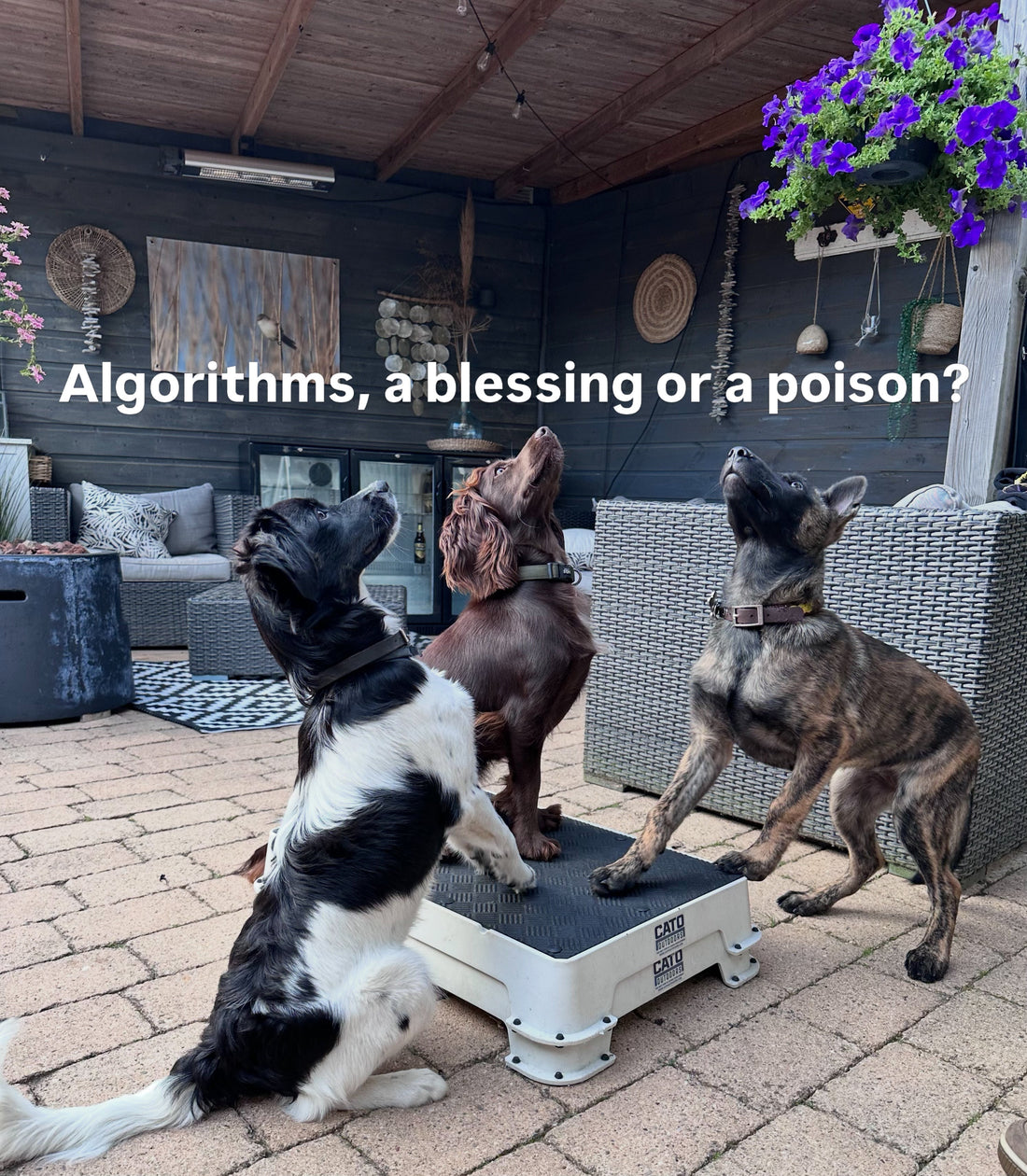 ALGORITHMS: A BLESSING OR A POISON?