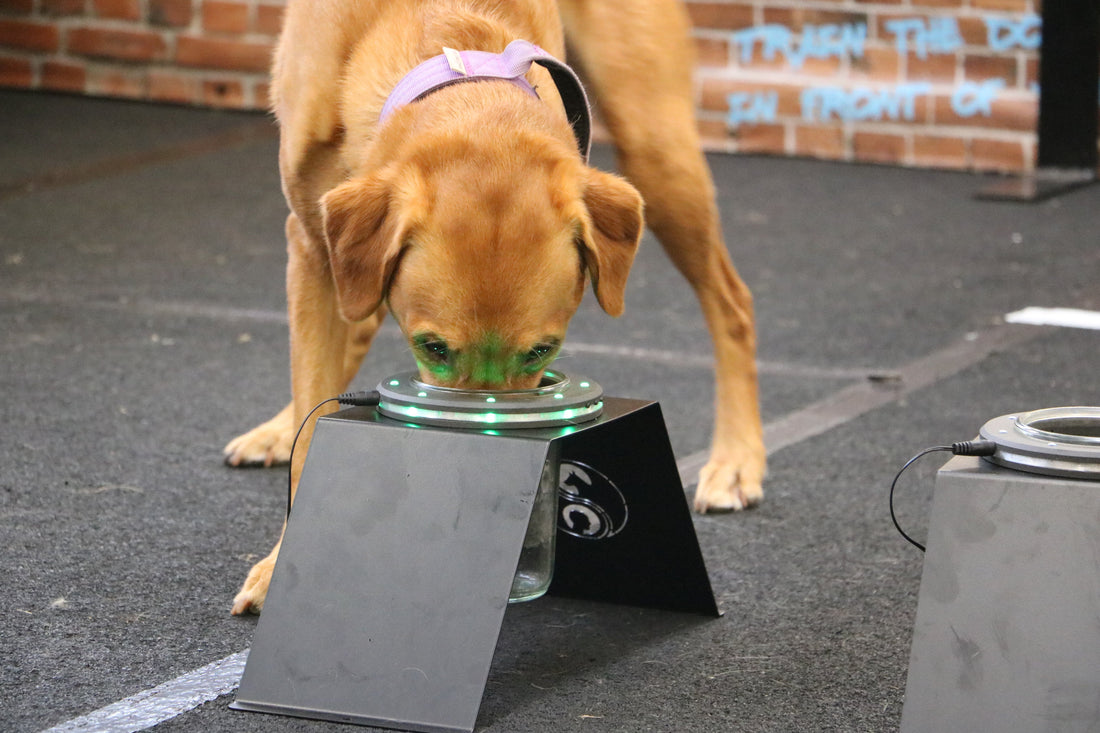 Double blind detection: Why are we still afraid to test what our dogs really know?