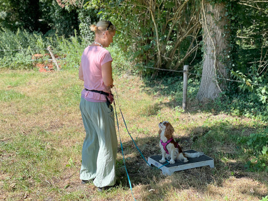 Why Every Dog Trainer Needs to Be Using Cato Boards