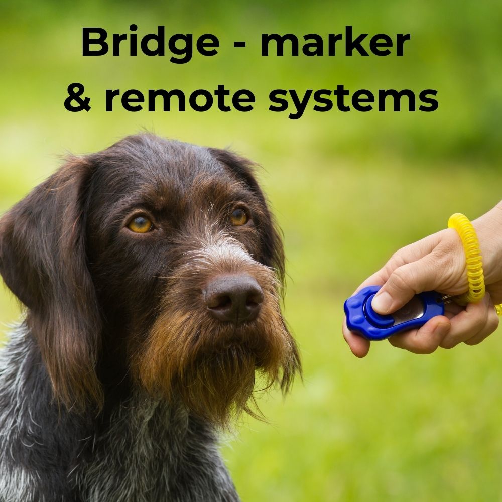 Bridge and marker systems