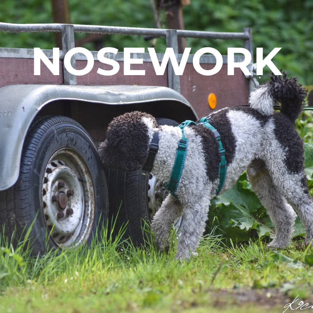 Nosework