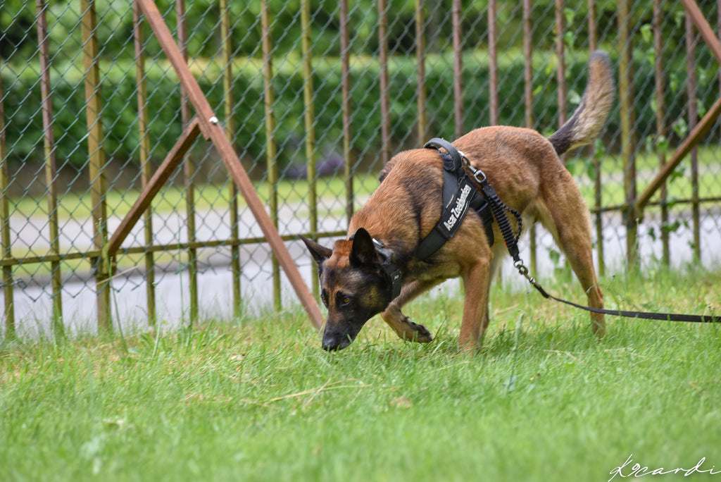 ACT! Direct Odor Imprint Cursus DOI (Nederlands)