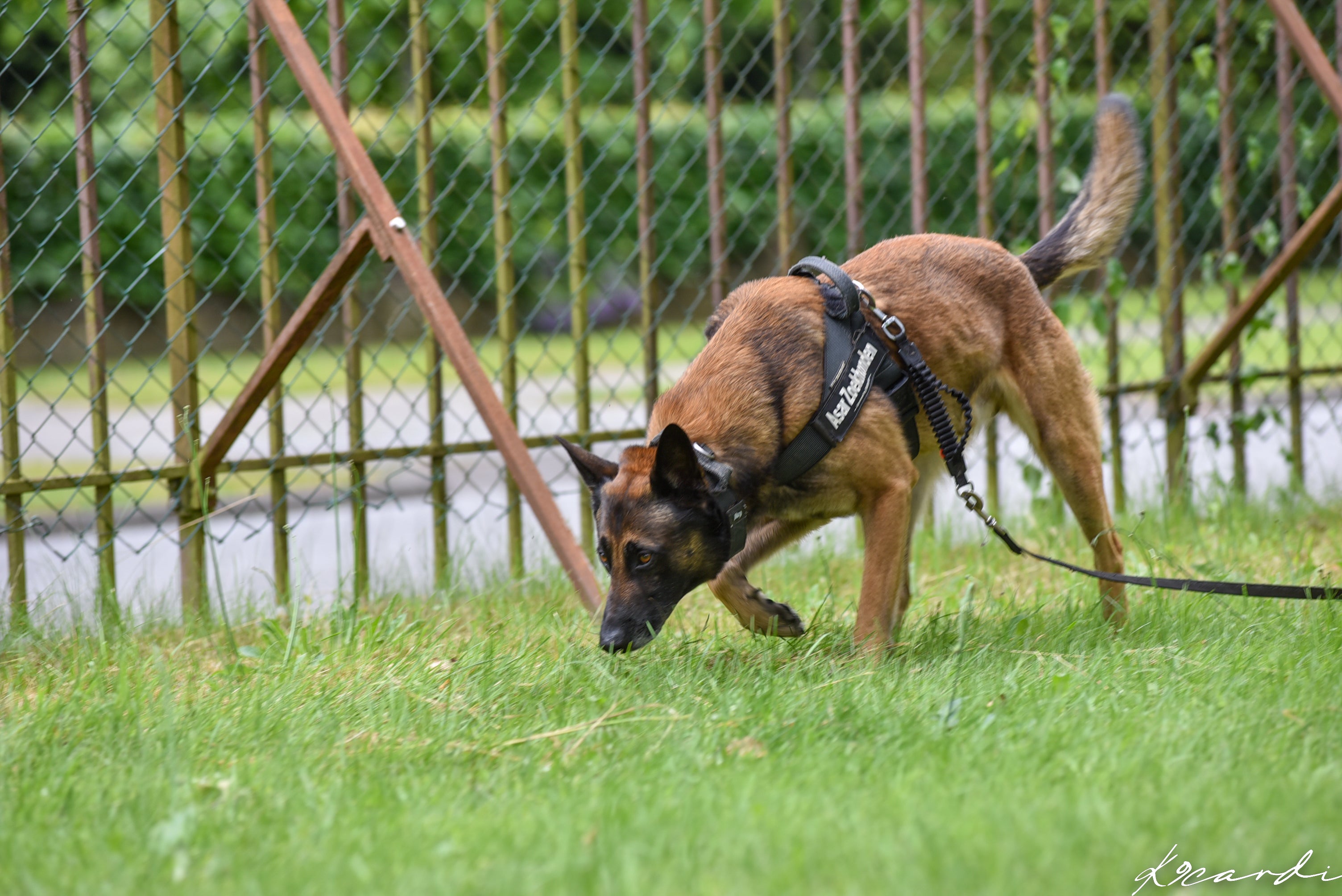 ACT! Direct Odor Imprint Cursus DOI (Nederlands)