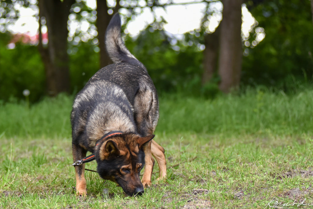 ACT! Direct Odor Imprint Cursus DOI (Nederlands)