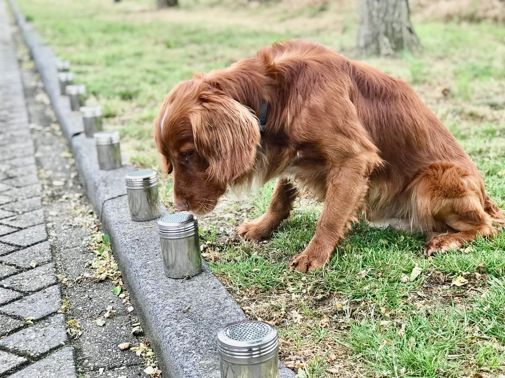 ACT! Direct Odor Imprint Cursus DOI (Nederlands)