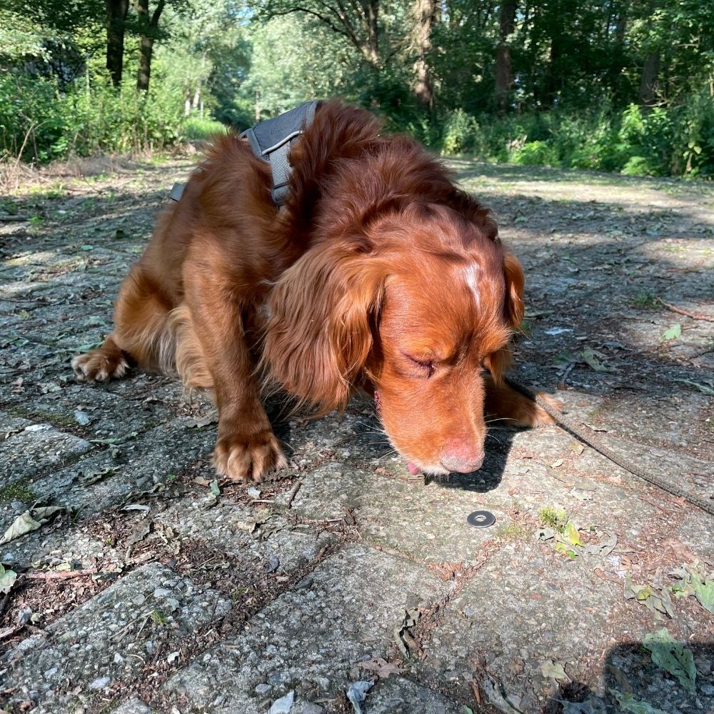 ACT! Direct Odor Imprint Cursus DOI (Nederlands)