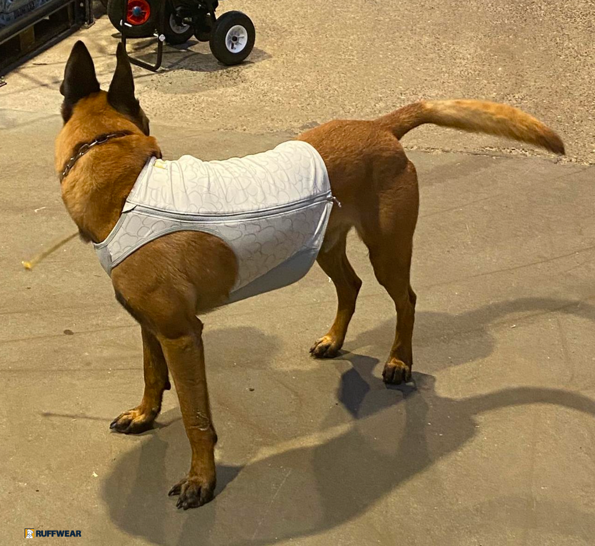 K9 Professional working dog complete kit