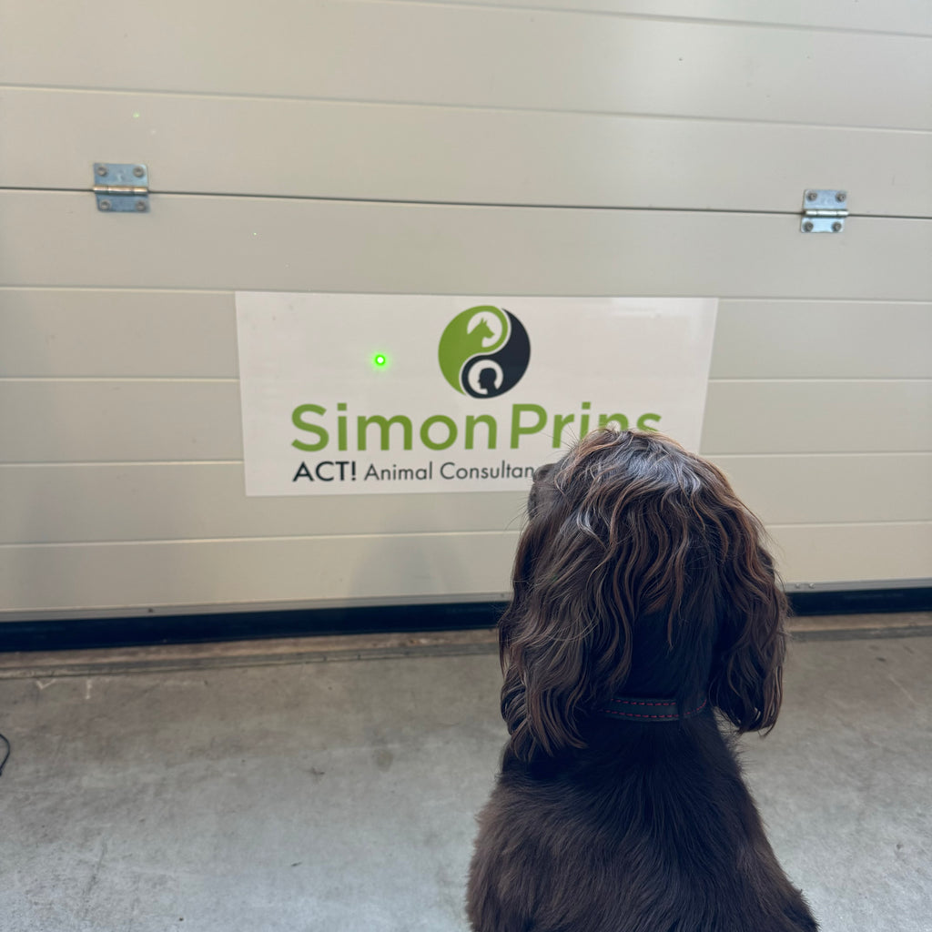 Laser (grün) zur K9-Führung