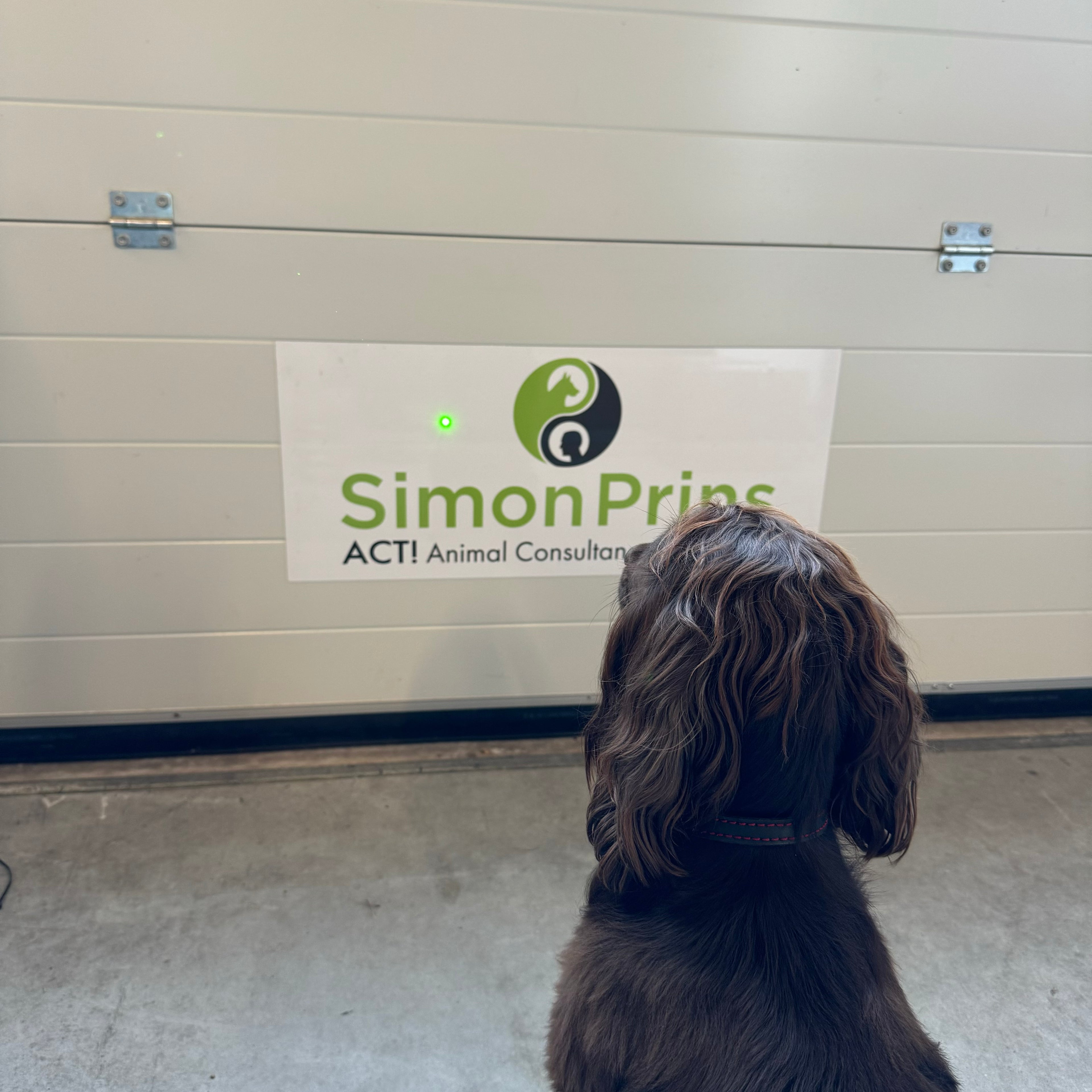 Laser (grün) zur K9-Führung