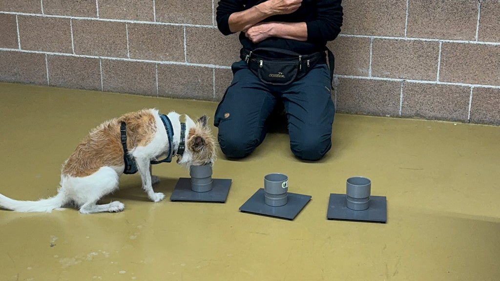 Online course  Direct Odor Imprint course! (English)