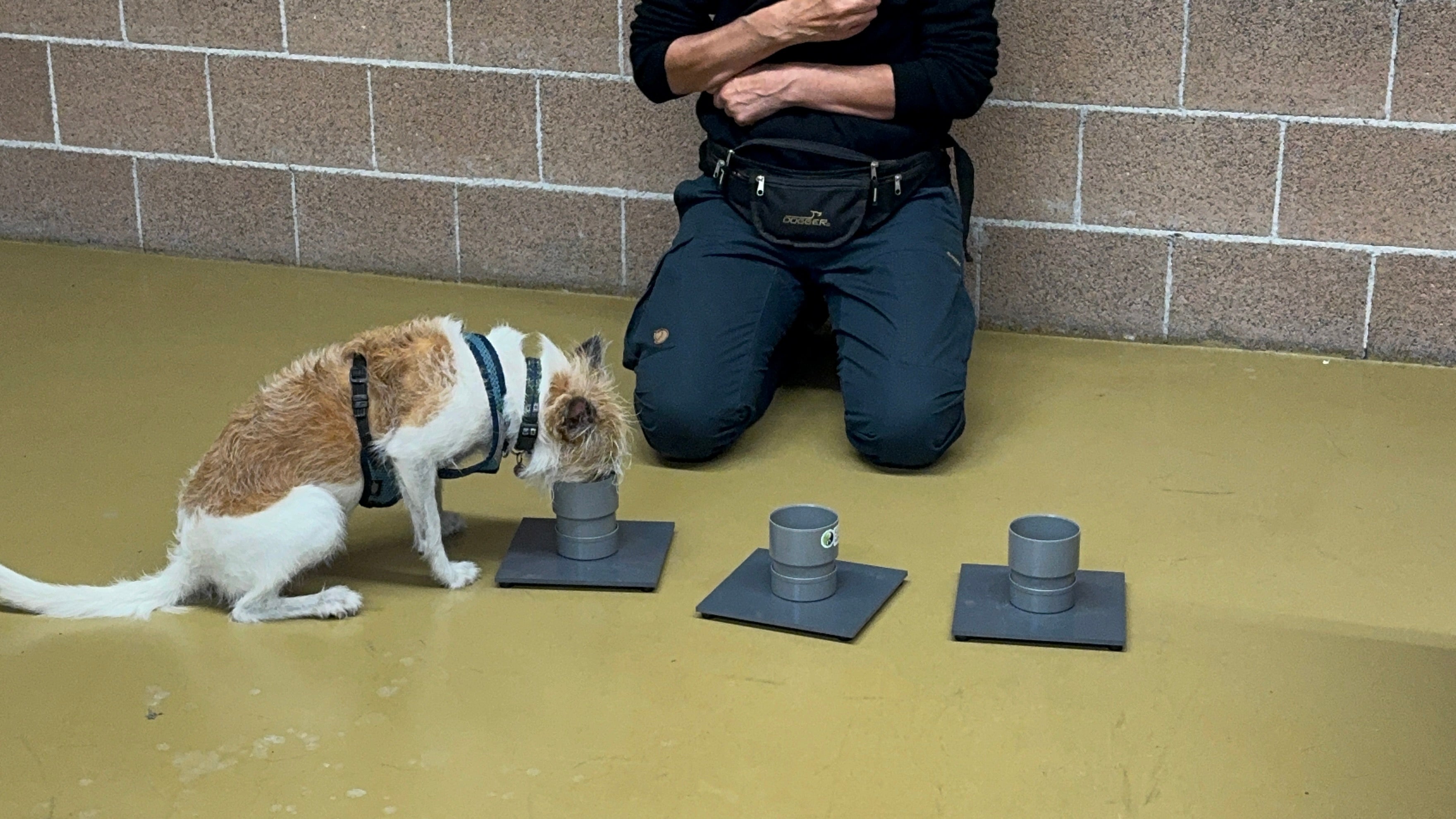 Online course  Direct Odor Imprint course! (English)