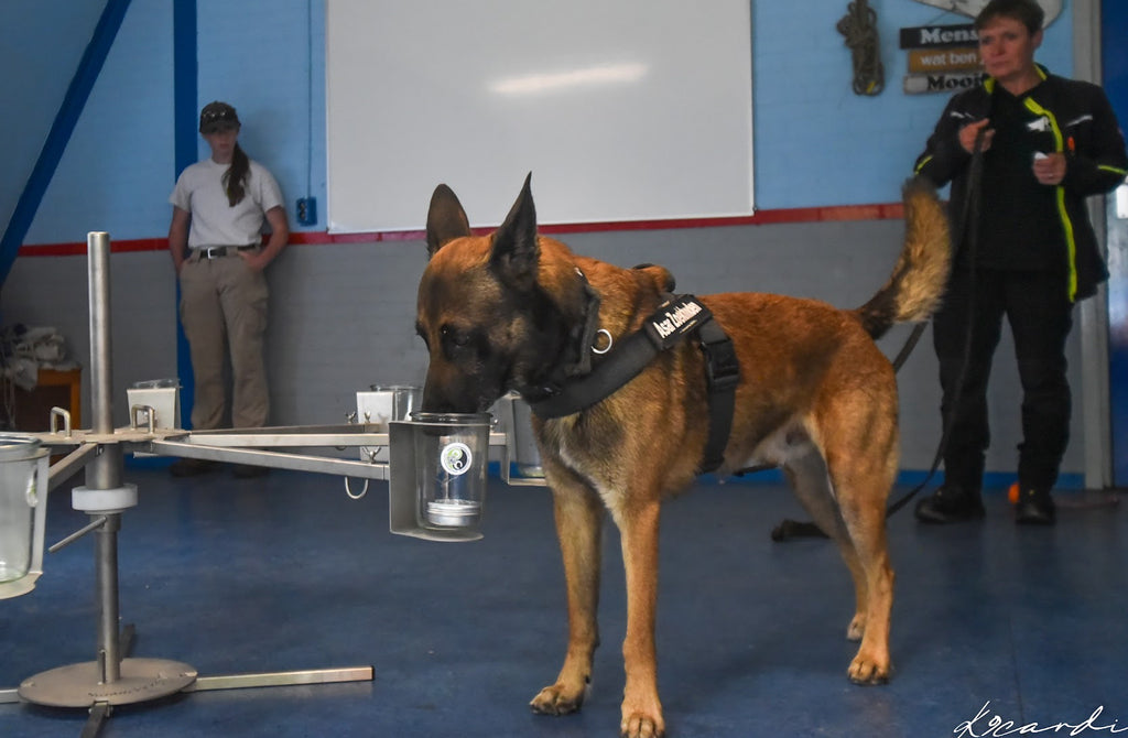 Online course Scent wheel training (English)