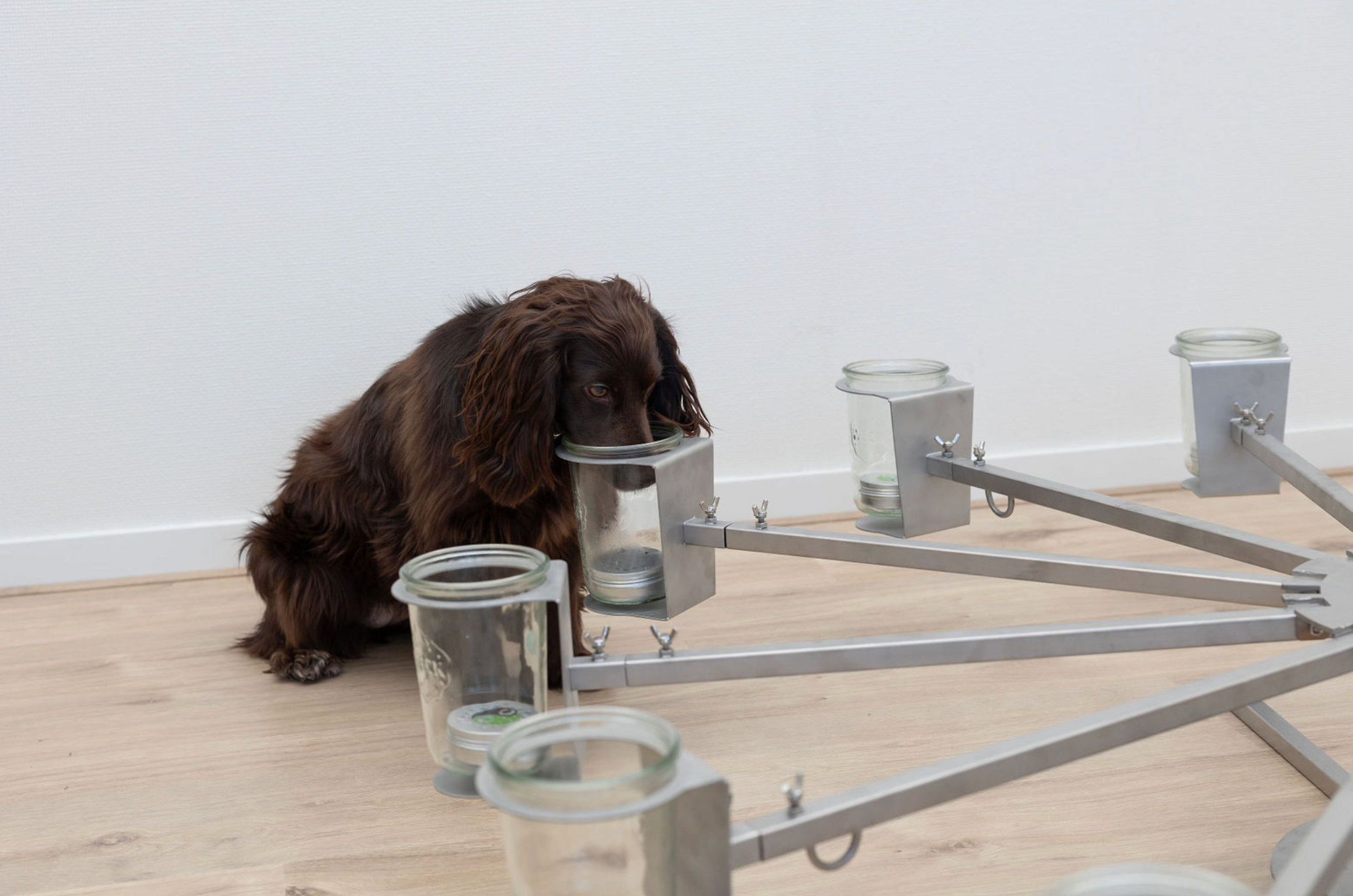 ACT! Scent wheel training (Nederlands)