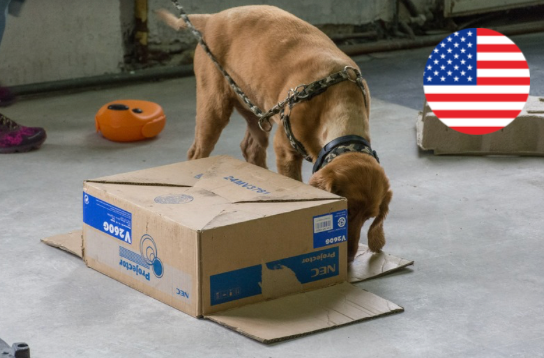 Online course boost your confidence in K9 detection! (English)