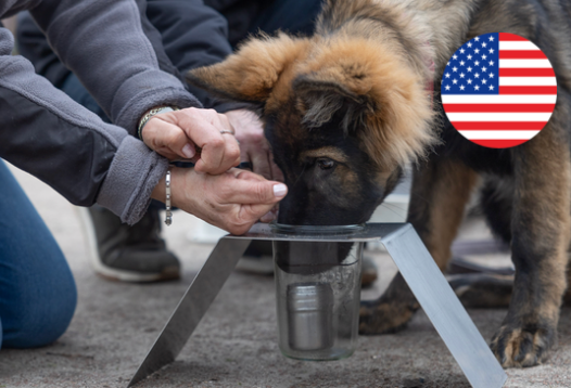 Online course  Direct Odor Imprint course! (English)