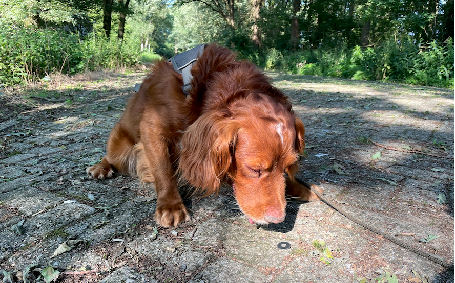 The Detection Dog Masterclass: Unlock the Secrets of Detection Training