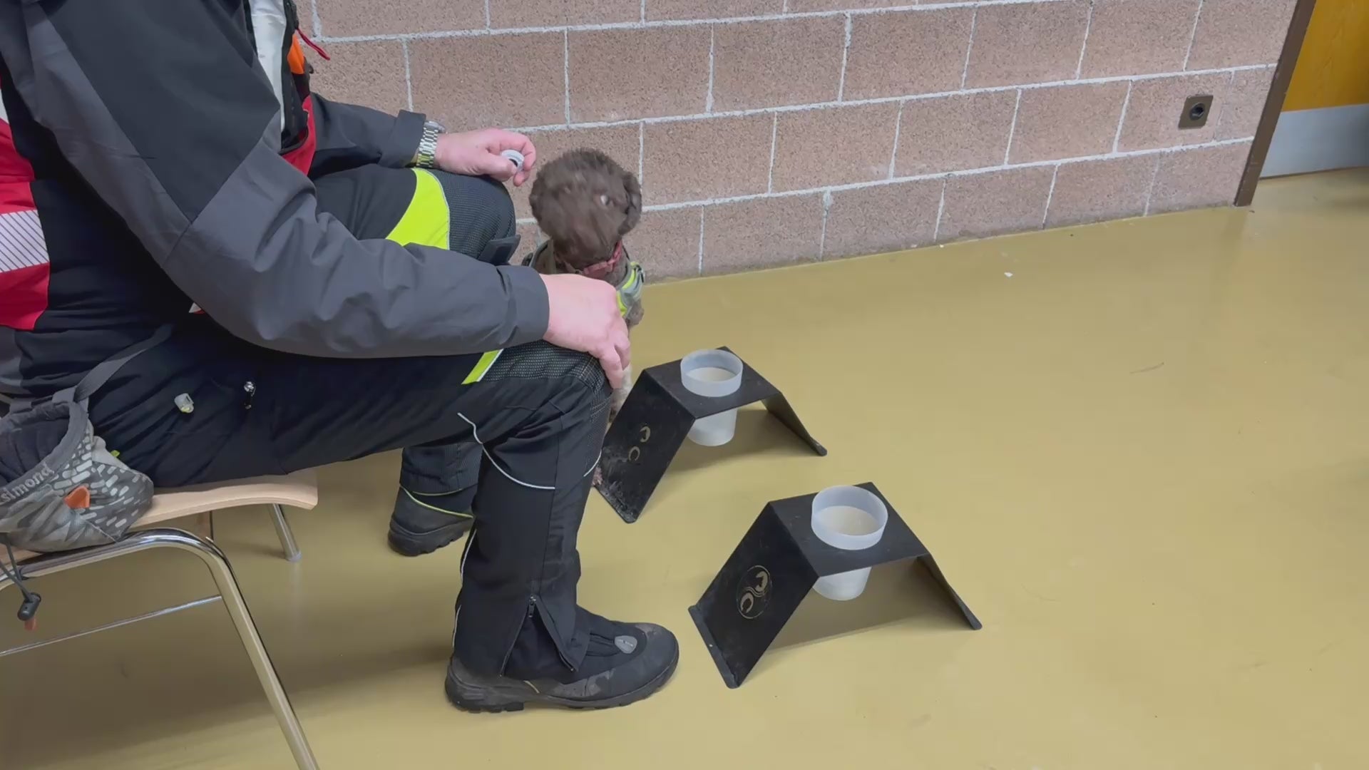 Online course  Direct Odor Imprint course! (English)