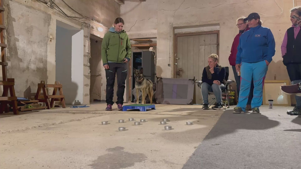 Online course boost your confidence in K9 detection! (English)