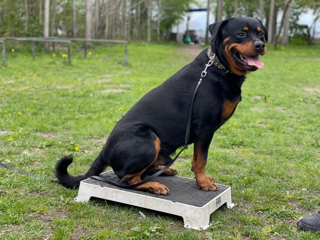 Cato boards - Simon Prins