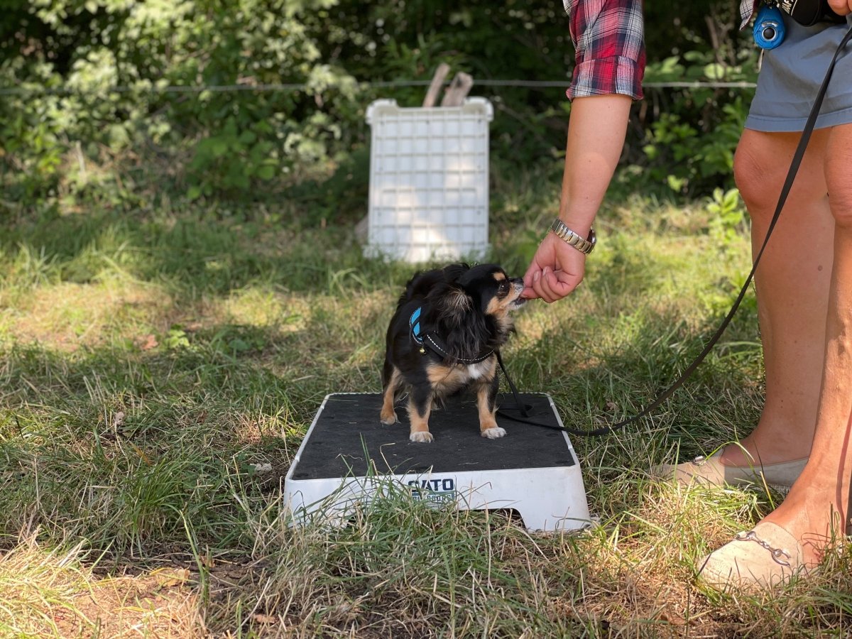 Cato boards - Simon Prins