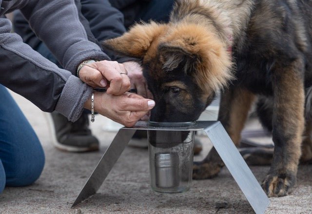 Dog clearance training shop